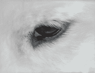 The Essence Of The Samoyed Breed
