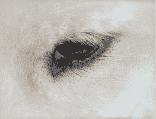 The Essence Of The Samoyed Breed