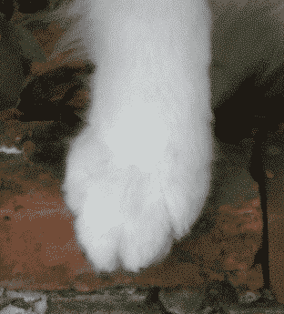 The Essence Of The Samoyed Breed