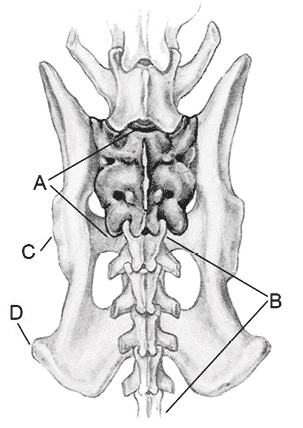 Croup And Tail Croup And Tail