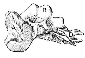 Croup And Tail Croup And Tail