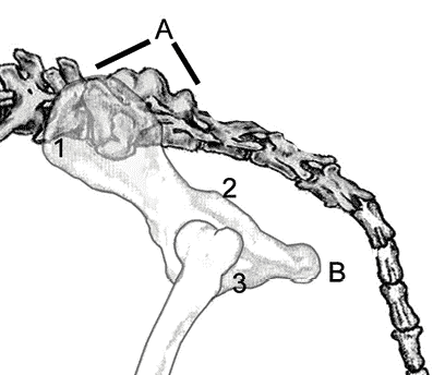 Croup And Tail Croup And Tail