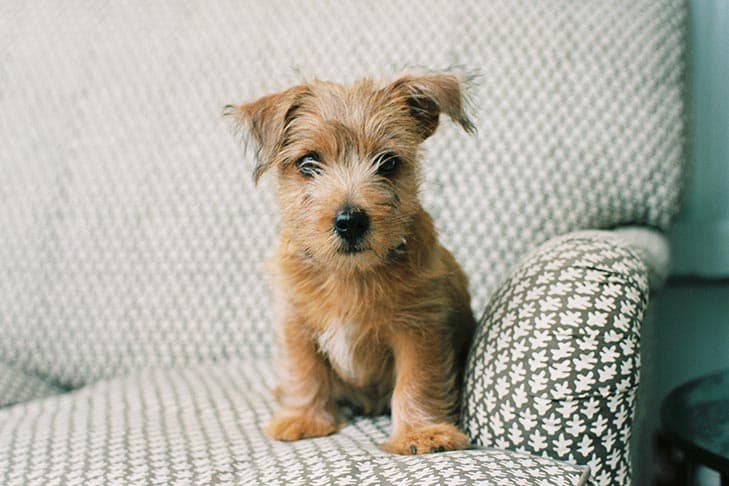 Making Improvements | Owner Handlers Are a Lot Like Homeowners