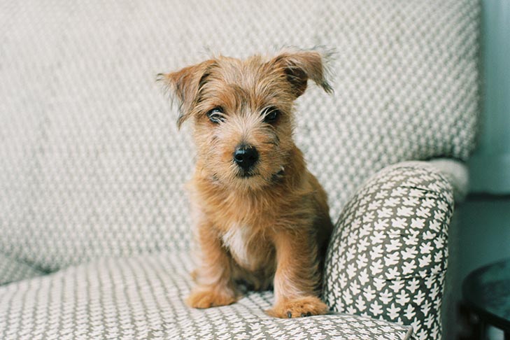Making Improvements | Owner Handlers Are a Lot Like Homeowners