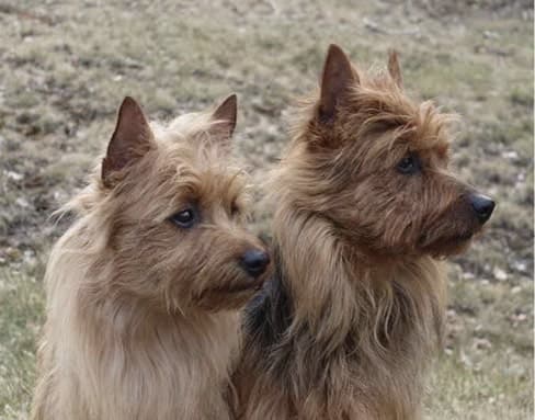 Australian Terrier Head | Complete Guide Two Australian Terriers