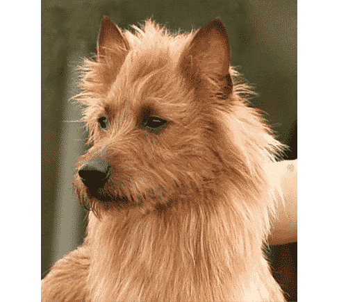 Australian Terrier Head | Complete Guide Front photo of an Australian Terrier head