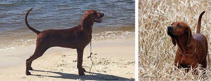 2 images combined; left: Redbone Coonhound dog on a beach, right: Redbone Coonhound in a field