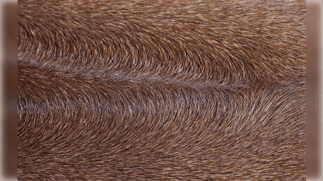 Rhodesian Ridgeback coat