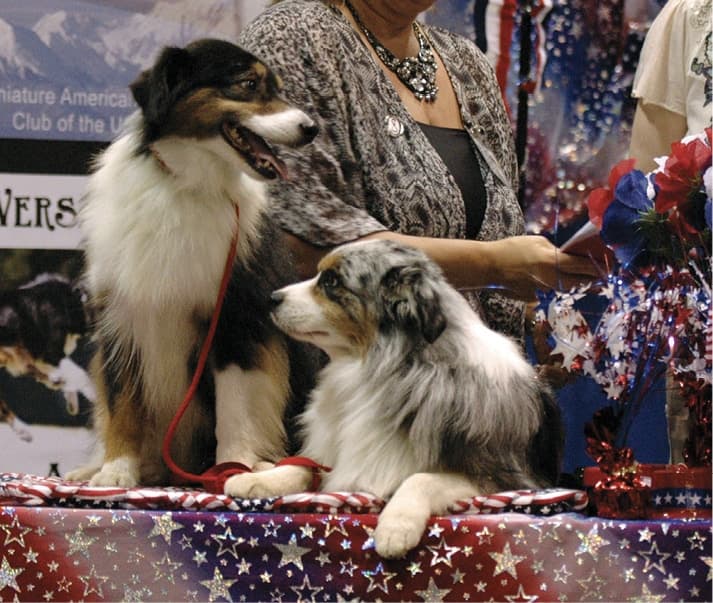 Horse shows provided early exposure for the Miniature American Shepherd. Horse shows provided early exposure for the Miniature American Shepherd.