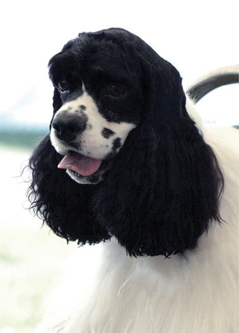 A Cocker Spaniel is said to have arrived with the Pilgrims at Plymouth Rock. A Cocker Spaniel is said to have arrived with the Pilgrims at Plymouth Rock.