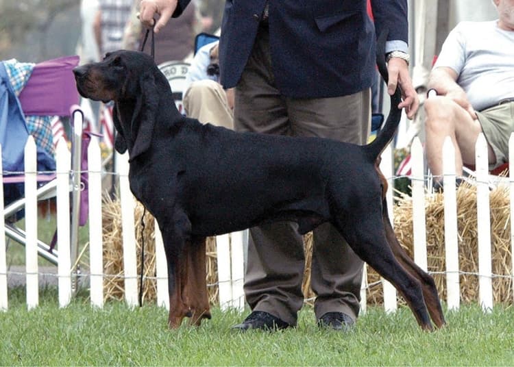 Of the Coonhound breeds, the Black and Tan was the first to gain AKC recognition. Of the Coonhound breeds, the Black and Tan was the first to gain AKC recognition.
