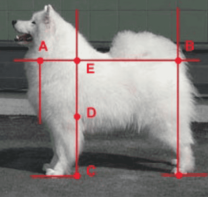 The Essence Of The Samoyed Breed The Essence Of The Samoyed Breed