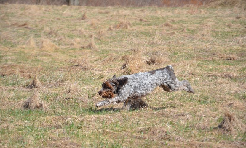 Form And Function Of The Wirehaired Pointing Griffon