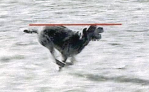The Working Standard For The Wirehaired Pointing Griffon