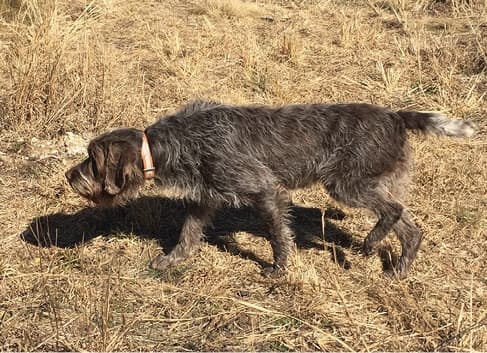 The Working Standard For The Wirehaired Pointing Griffon The Working Standard For The Wirehaired Pointing Griffon
