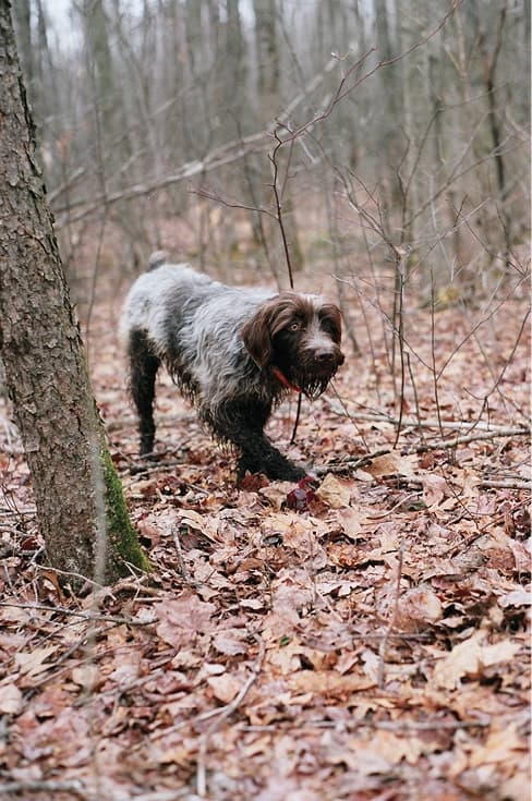 The Working Standard For The Wirehaired Pointing Griffon