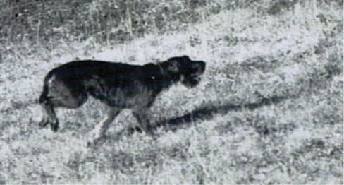 The Working Standard For The Wirehaired Pointing Griffon The Working Standard For The Wirehaired Pointing Griffon