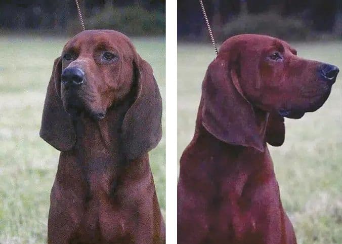 2 images showing Redbone Coonhound's head from the fron and from the side