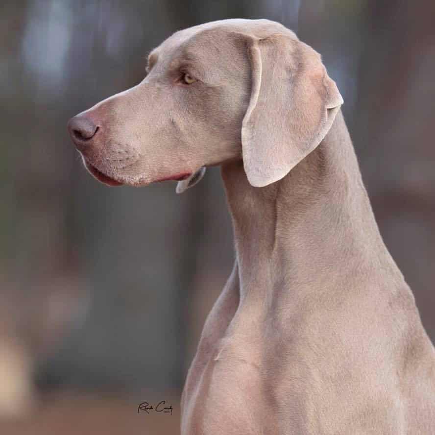 Judging the Weimaraner Judging the Weimaraner