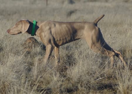 The Versatile Weimaraner The Versatile Weimaraner