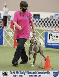 The Versatile Mountain Cur | America’s Original Working Dog The Versatile Mountain Cur | America’s Original Working Dog