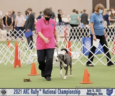 The Versatile Mountain Cur | America’s Original Working Dog