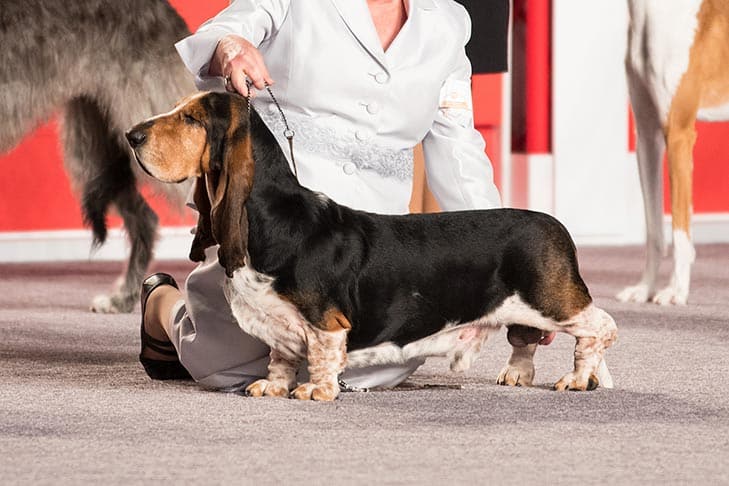 Thoughts on the Basset Hound | Today and Yesterday