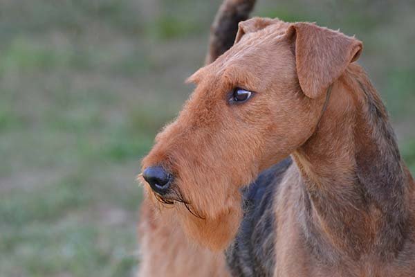 Airedale Terrier Expression
