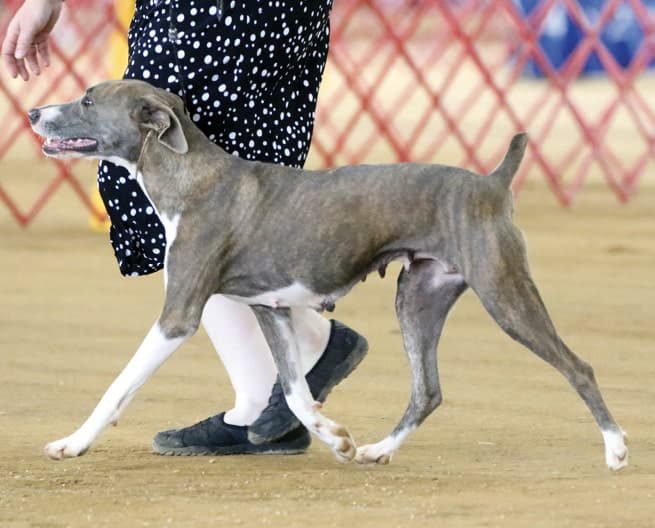 The Versatile Mountain Cur | America’s Original Working Dog The Versatile Mountain Cur | America’s Original Working Dog