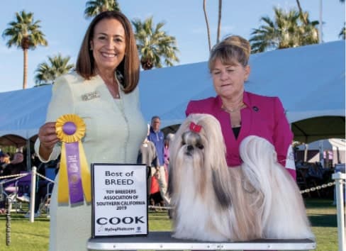 Chatterbox Shih Tzu | L. Sarah Lawrence