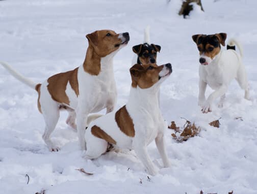 Danish-Swedish Farmdogs Dogs playing outside in the snow