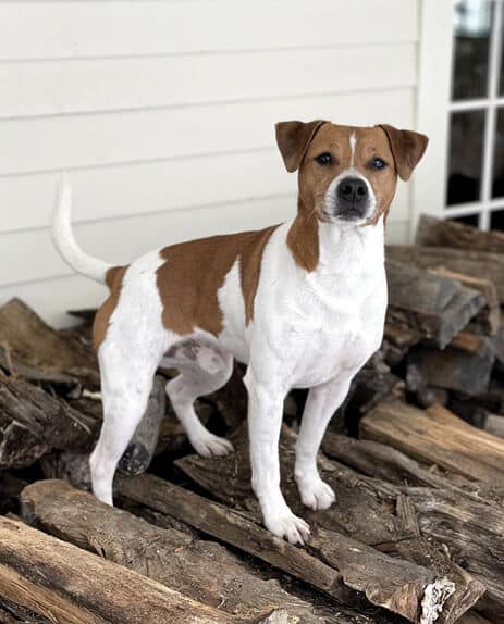 Danish-Swedish Farmdog Dog standing on logs