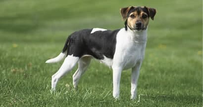 Danish-Swedish Farmdog Dog standing outside on the grass