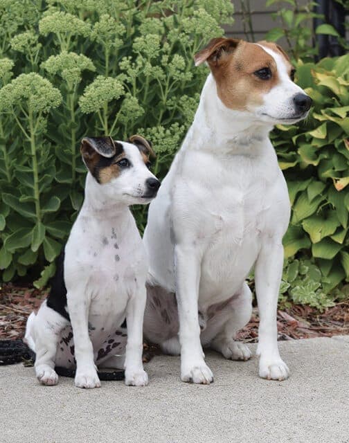 Danish-Swedish Farmdogs Farmdogs