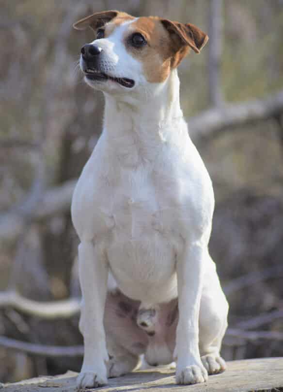 Danish-Swedish Farmdog Farmdog