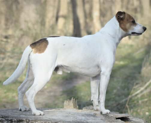 Danish-Swedish Farmdog Danish-Swedish Farmdog standing - side photo