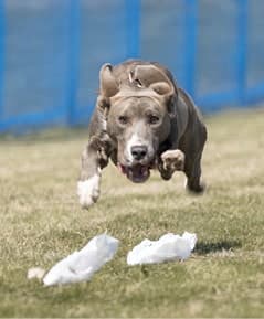 The Versatile Mountain Cur | America’s Original Working Dog The Versatile Mountain Cur | America’s Original Working Dog