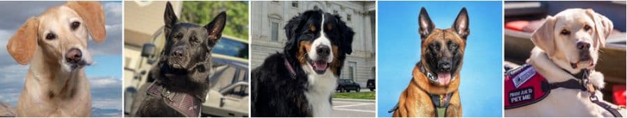 Five Heroic Dogs Honored With 2021 AKC® Humane Fund (ACE) Awards For Canine Excellence