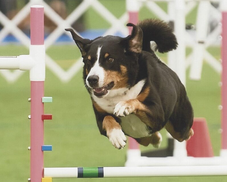 Appenzeller Sennenhund jumping over an obstacle