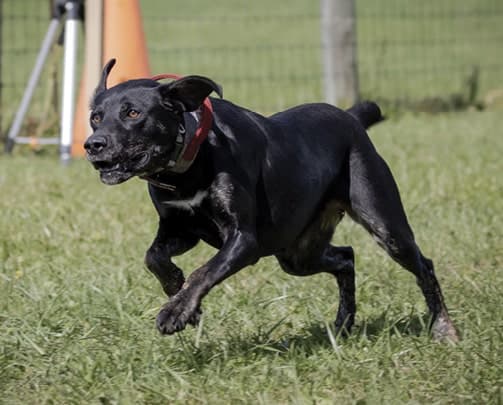 The Versatile Mountain Cur | America’s Original Working Dog The Versatile Mountain Cur | America’s Original Working Dog