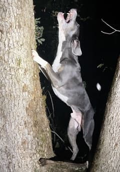 The Versatile Mountain Cur | America’s Original Working Dog