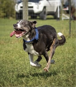 The Versatile Mountain Cur | America’s Original Working Dog The Versatile Mountain Cur | America’s Original Working Dog