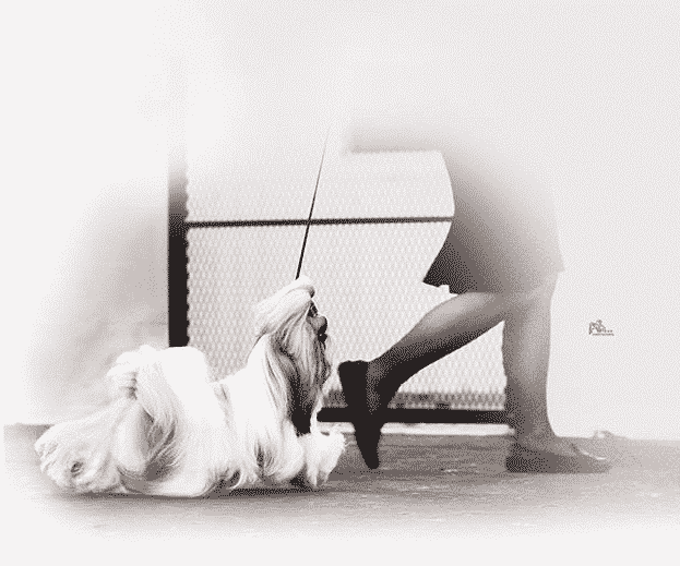 Chatterbox Shih Tzu | L. Sarah Lawrence