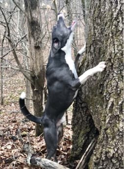 The Versatile Mountain Cur | America’s Original Working Dog The Versatile Mountain Cur | America’s Original Working Dog