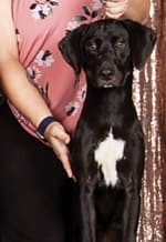 The Versatile Mountain Cur | America’s Original Working Dog The Versatile Mountain Cur | America’s Original Working Dog