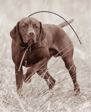 Understanding the General Appearance of the Vizsla Understanding the General Appearance of the Vizsla