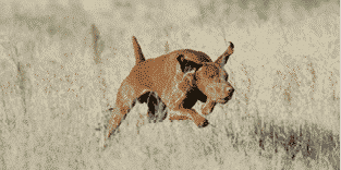 To the Vizsla: A Robust But Lightly Built Gun Dog