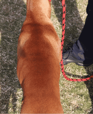Understanding the General Appearance of the Vizsla Understanding the General Appearance of the Vizsla