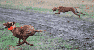 To the Vizsla: A Robust But Lightly Built Gun Dog