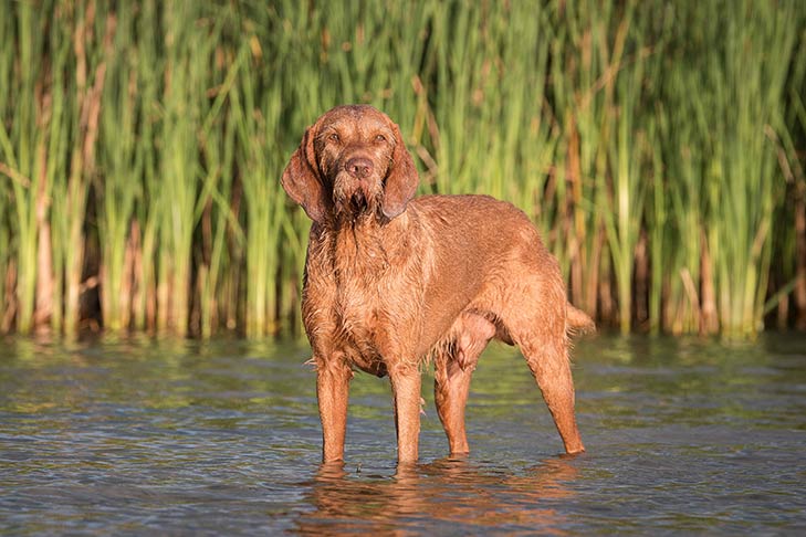 Coat and Color of the Wirehaired Vizsla